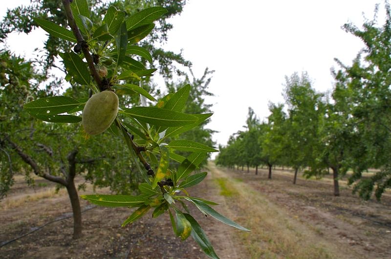 Andalucía lamenta que el Gobierno no incluya a Huéscar en las ayudas de la PAC sobre frutos secos