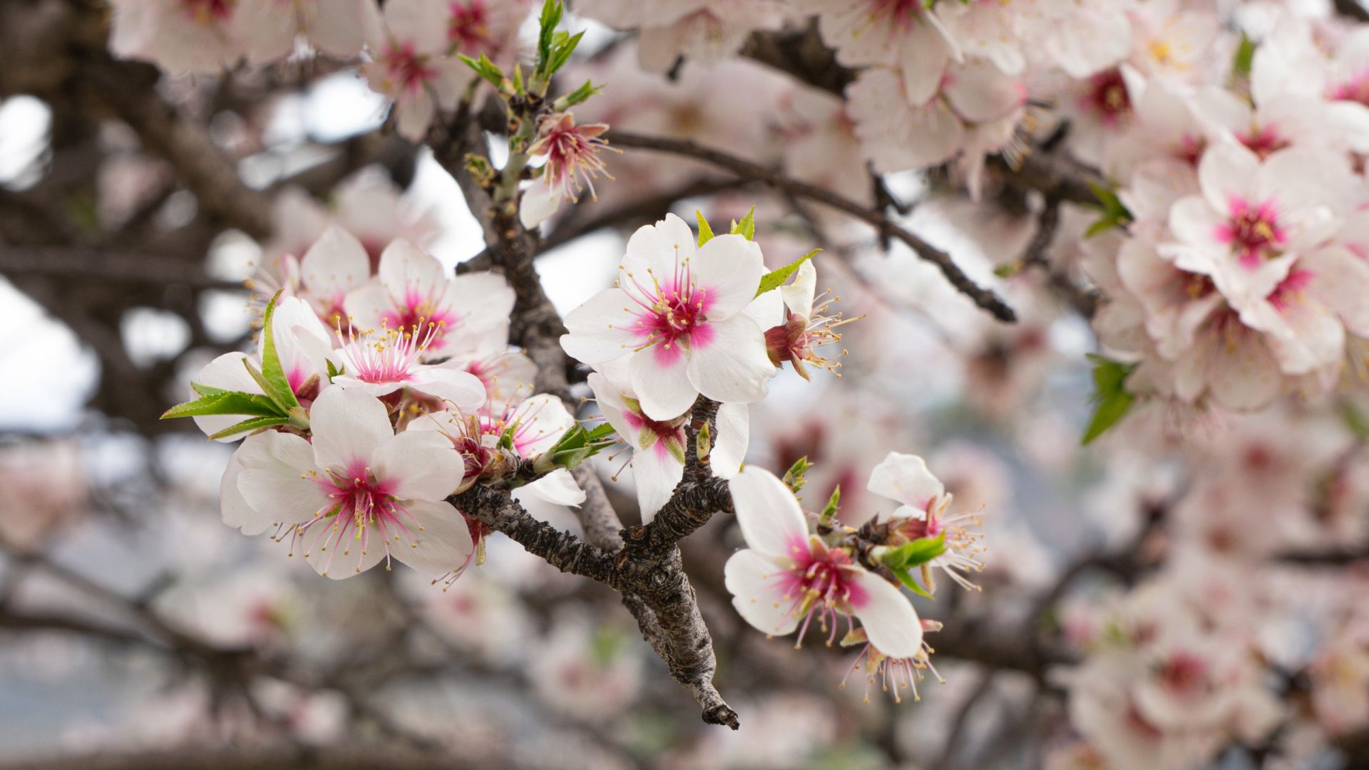 El precio de la almendra remonta con fuerza gracias al aumento de la demanda en Europa