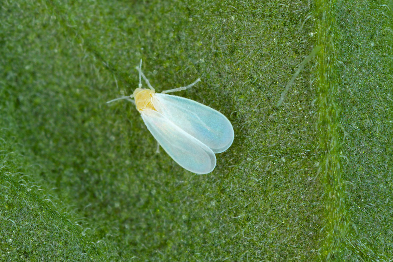 Mosca blanca: cómo detectar a tiempo esta plaga y proteger tus cultivos