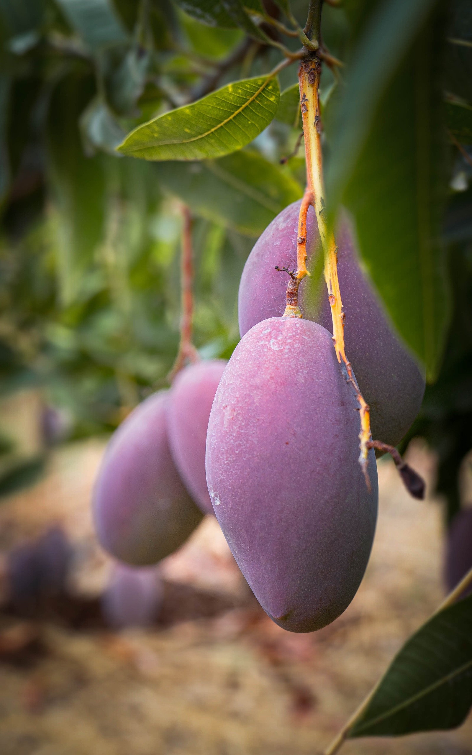 BioProcam mostrará en Fruit Attraction 2025 la fuerza de su agricultura ecológica