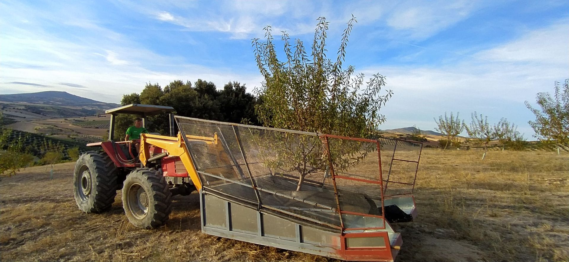 La cosecha de almendra en Granada encara su recta final con resultados similares a los de 2024