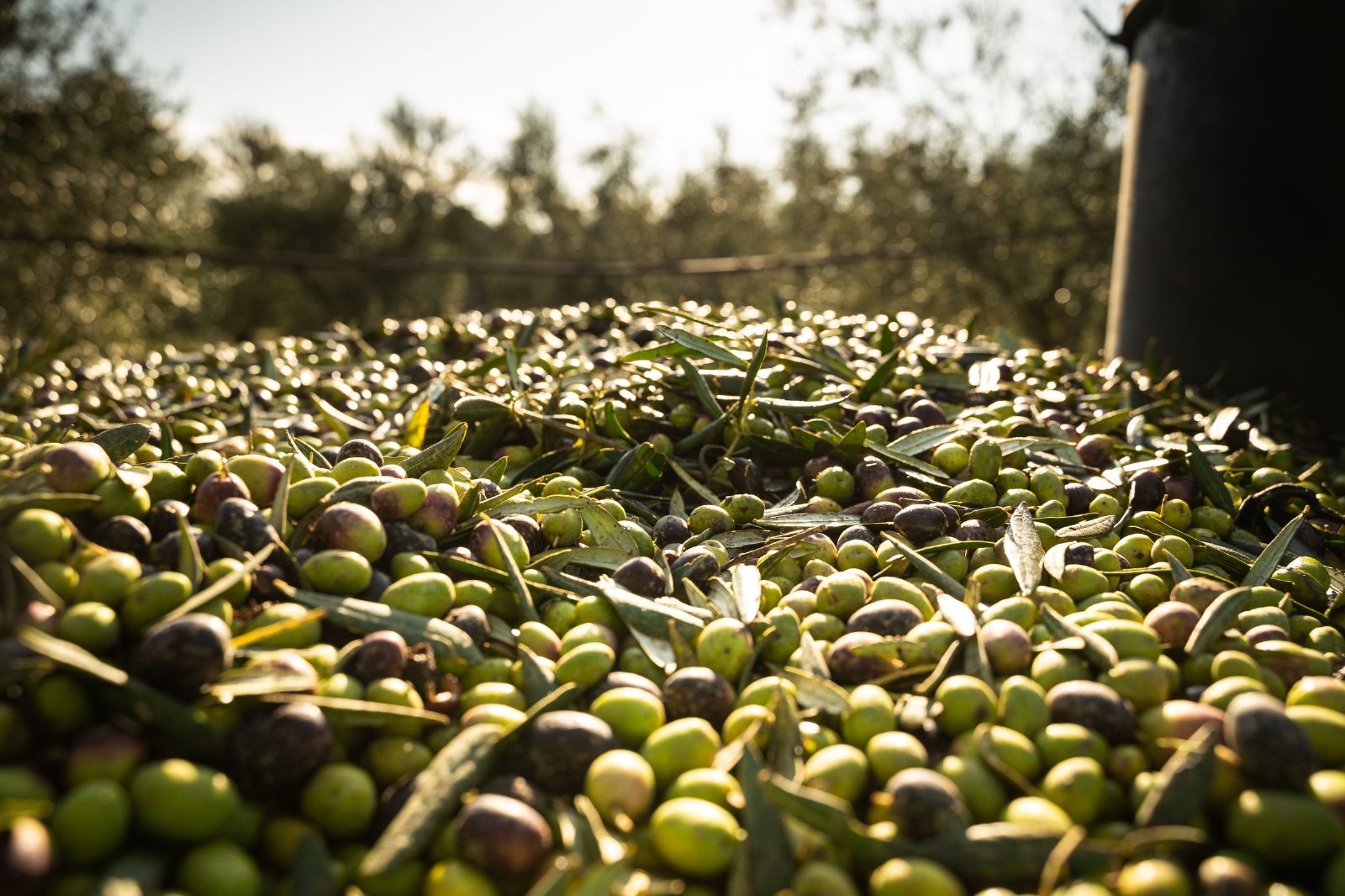 Fardos de aceitunas: utilidad y materiales en la recolección agrícola