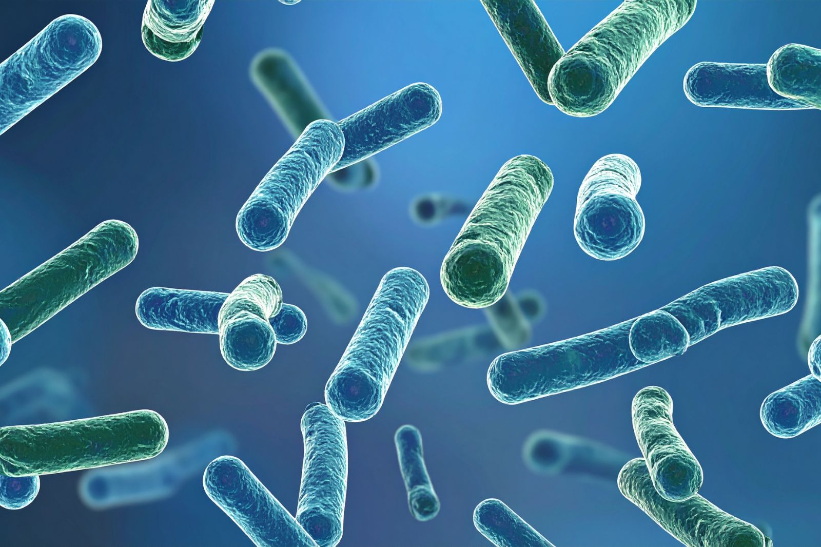 Beneficios del Bacillus subtilis y su papel en la agricultura moderna