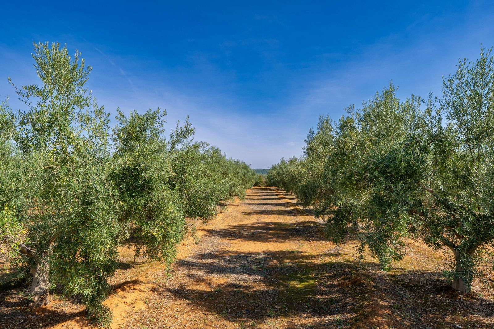 ¿Cuándo será la cosecha de aceituna 2025? Guía básica para agricultores