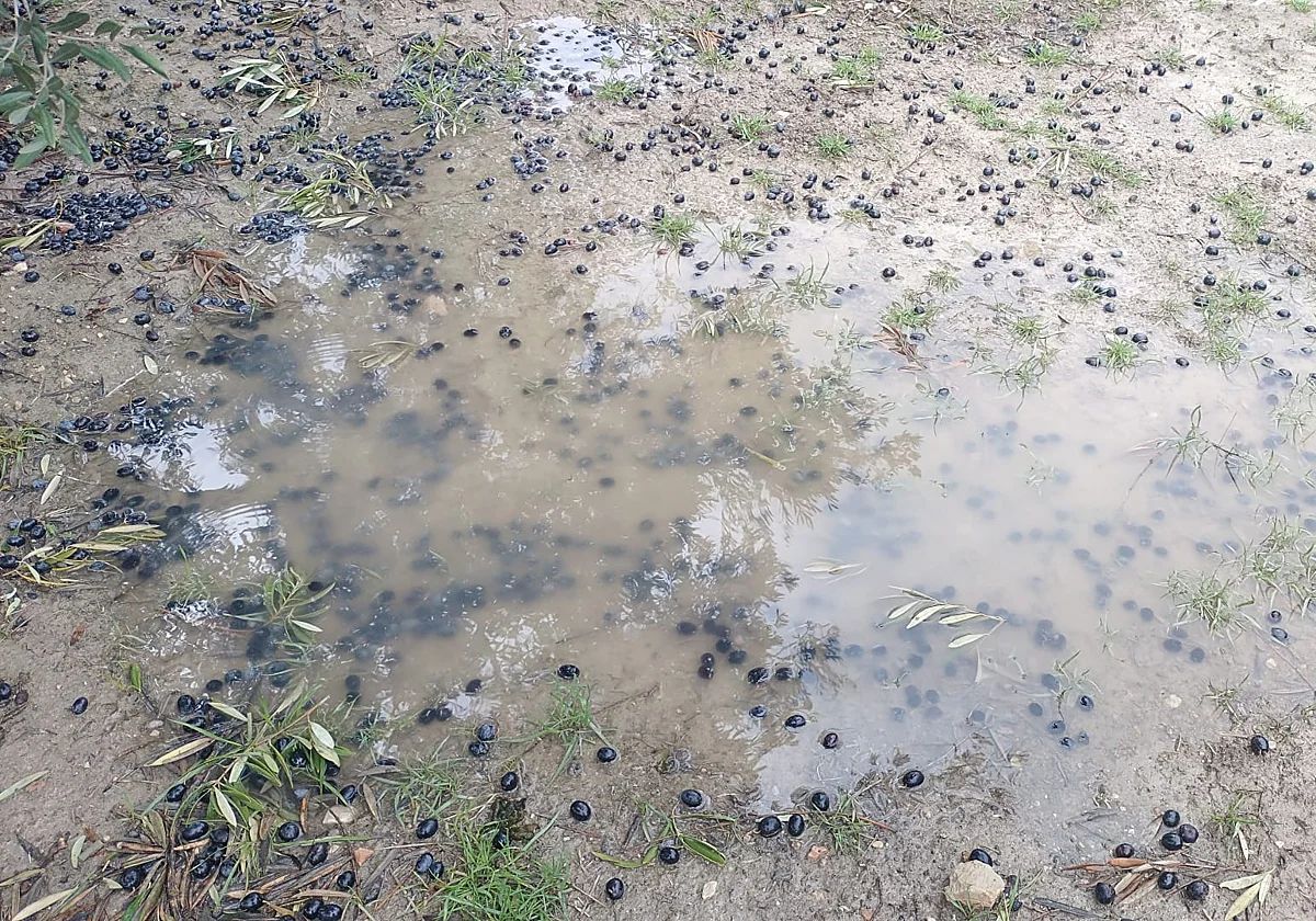 La campaña de aceite se complica aún más en Granada tras el paso del temporal 