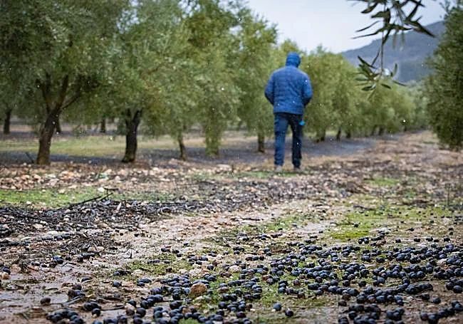 FAECA evalúa los daños de las inundaciones en las explotaciones de las cooperativas