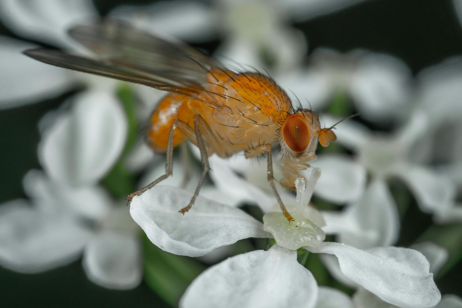 Sanidad vegetal y control de plagas: protegiendo la calidad de la cosecha