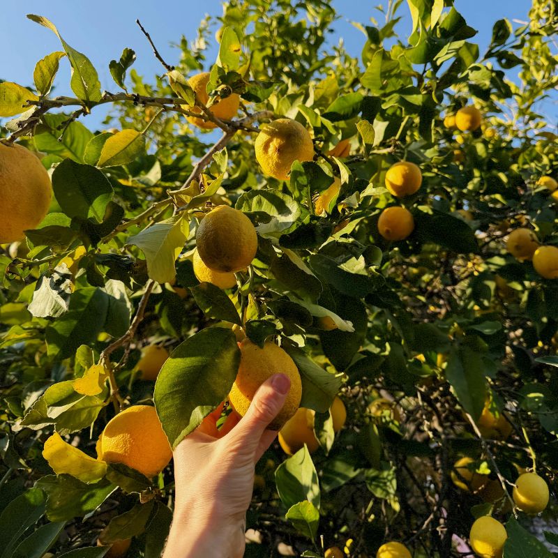 Nutrición vegetal y fertilización agronómica en cultivos de cítricos